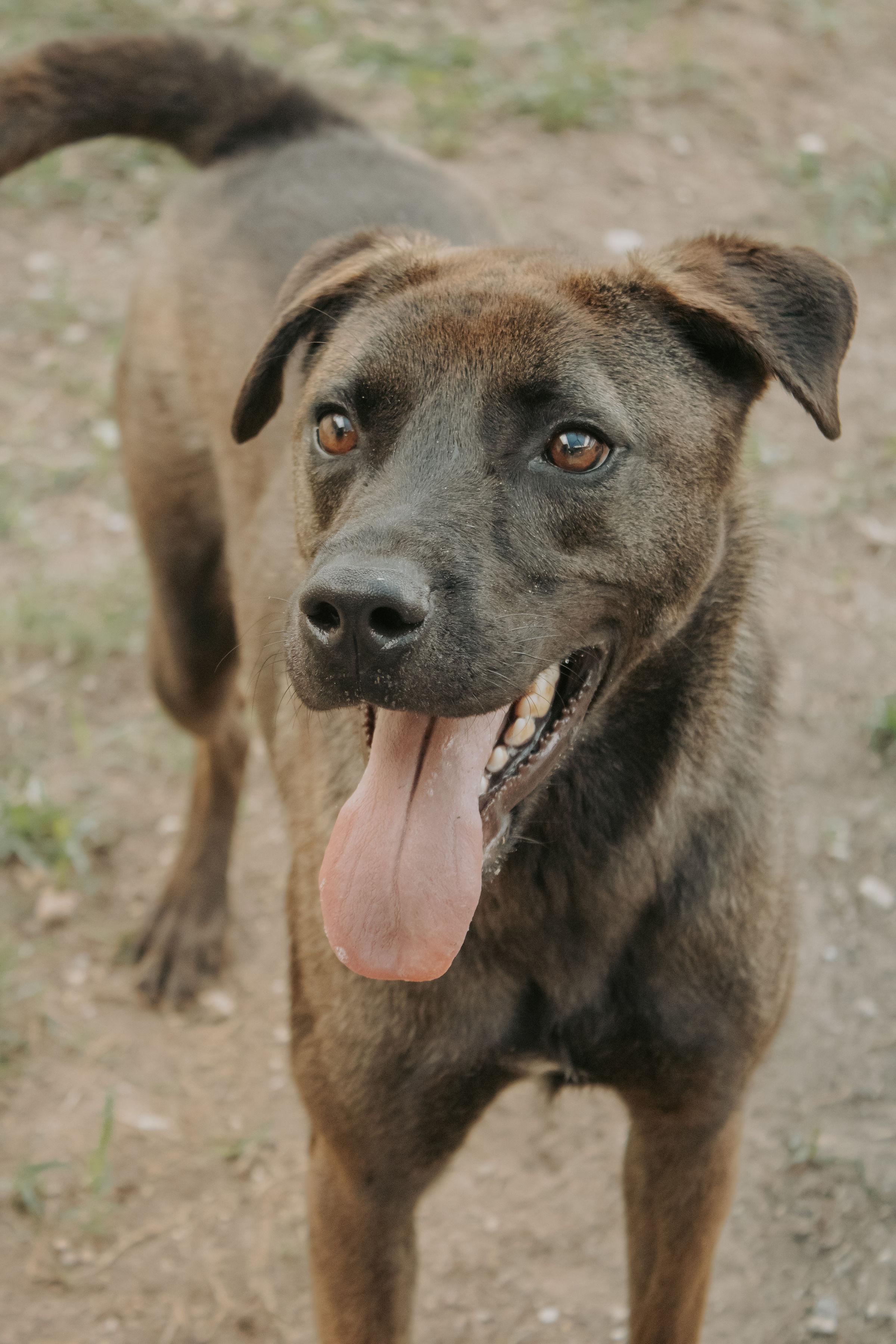 Enlarge Taz, a Adoptable mixed breed in Converse, TX image 1/6