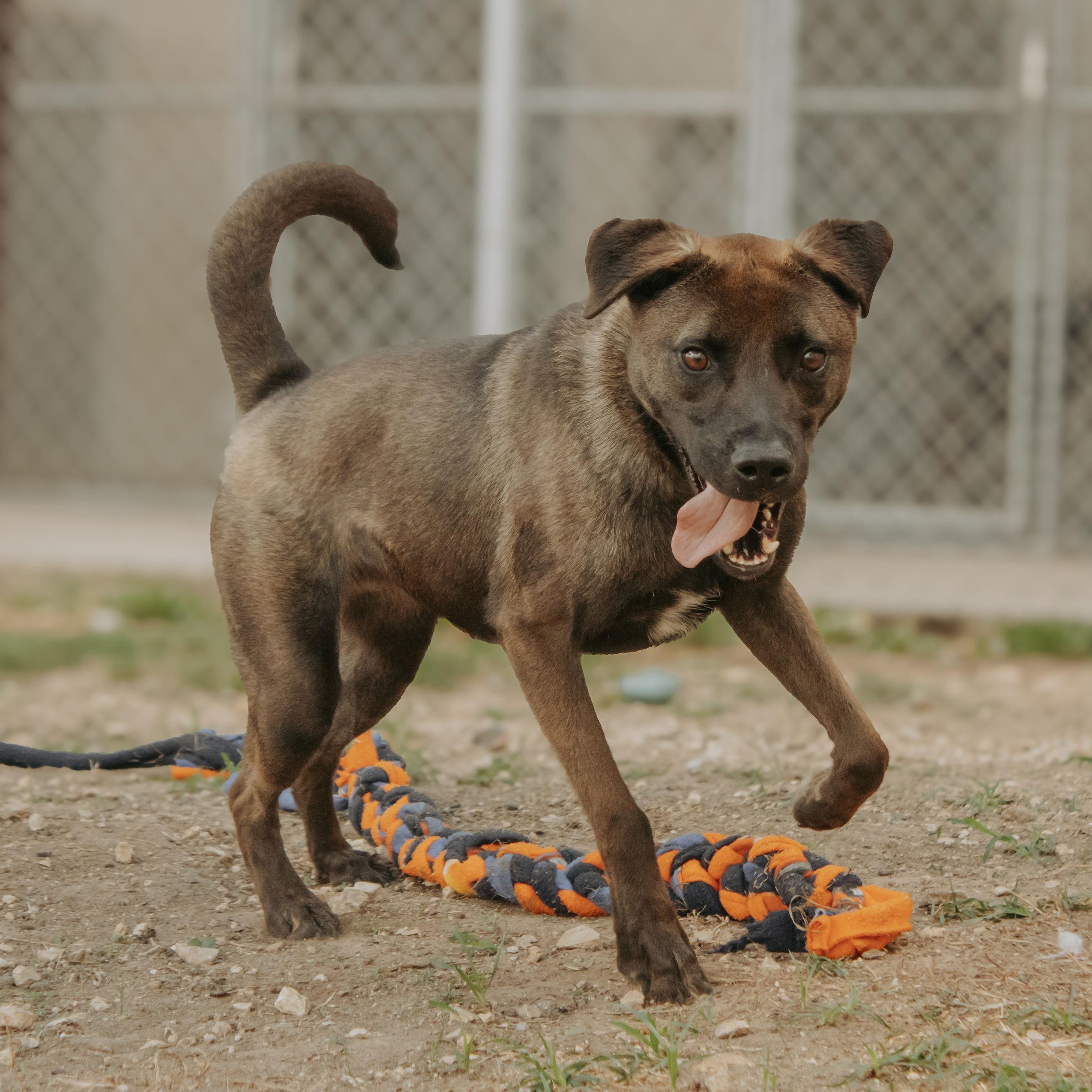 Enlarge Taz, a Adoptable mixed breed in Converse, TX image 6/6