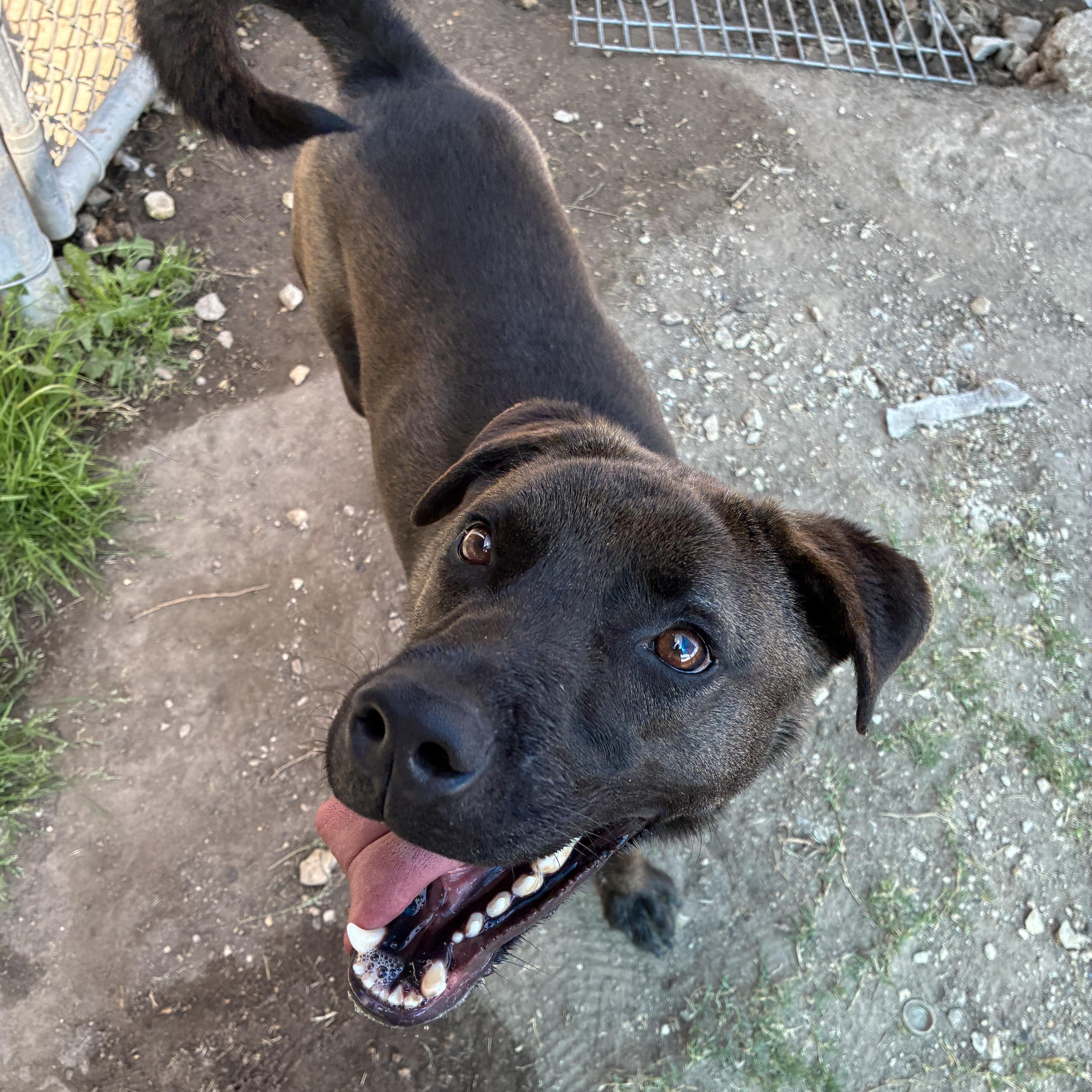 Enlarge Taz, a Adoptable mixed breed in Converse, TX image 3/4