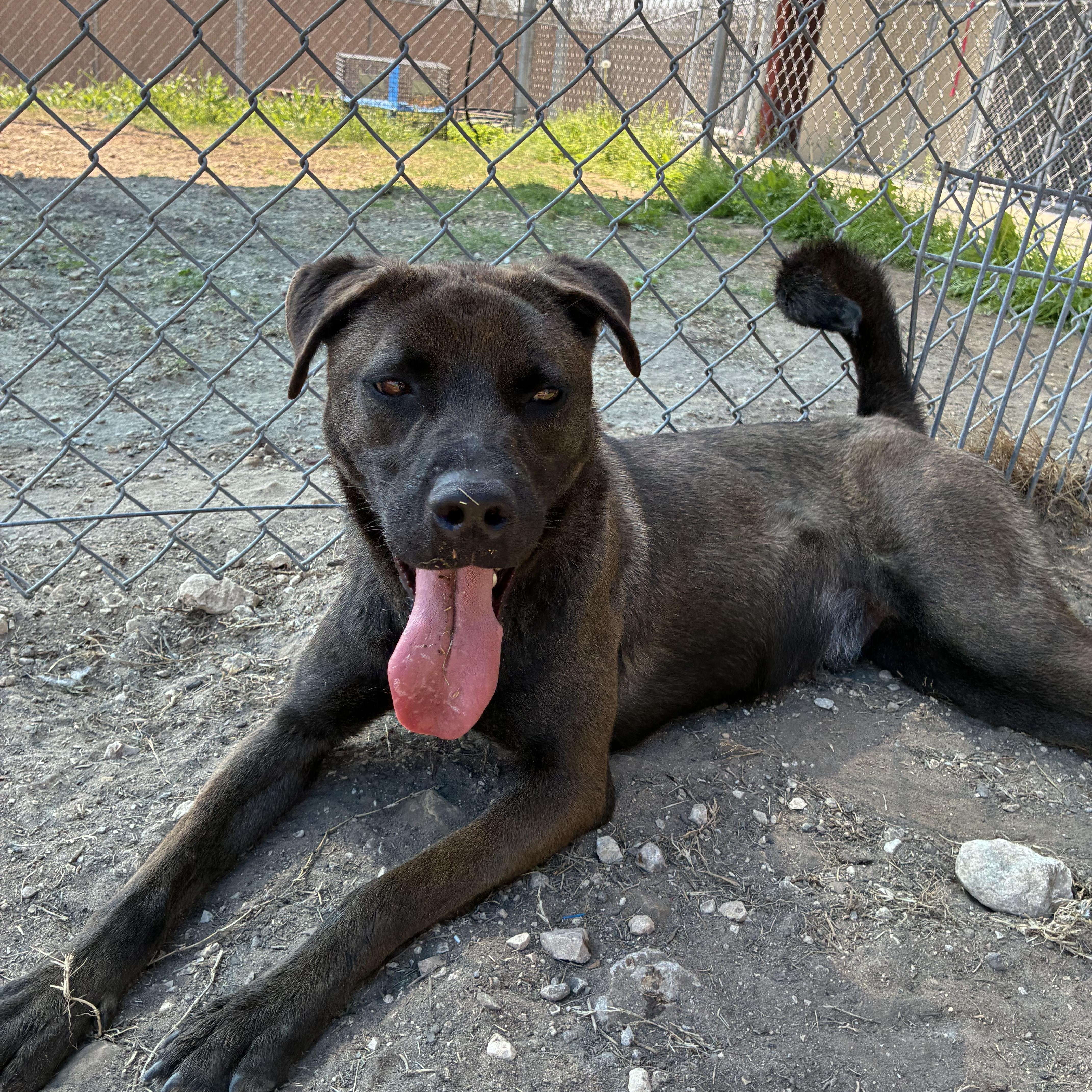 Enlarge Taz, a Adoptable mixed breed in Converse, TX image 4/4