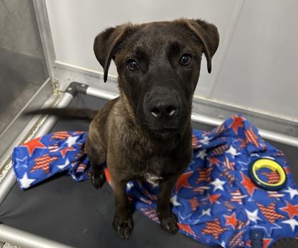 Enlarge Taz, a Adoptable mixed breed in Converse, TX image 1/1