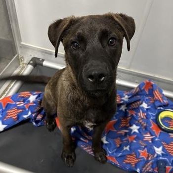 Enlarge Taz, a Adoptable mixed breed in Converse, TX image 2/4