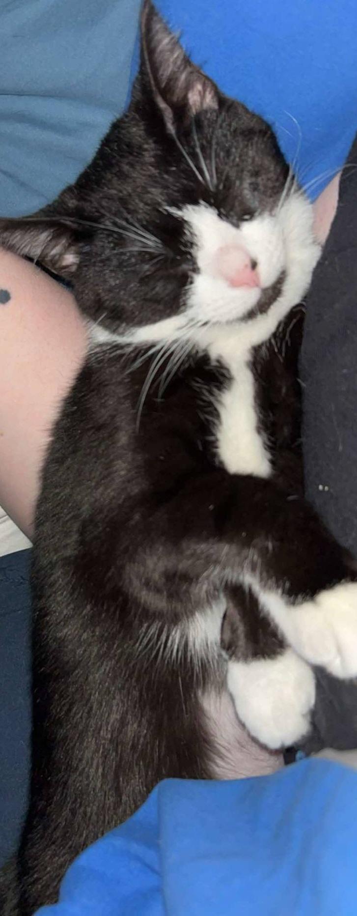 Enlarge Elena, a Adoptable Domestic Short Hair in Mansfield, PA image 1/1