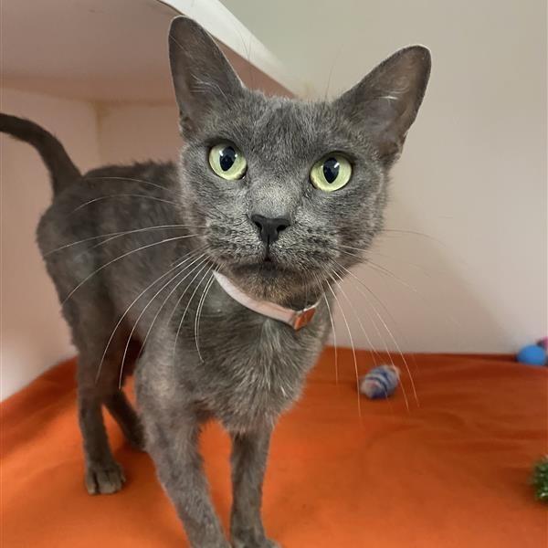 Asher, Adoptable, Adult Female Domestic Short Hair.