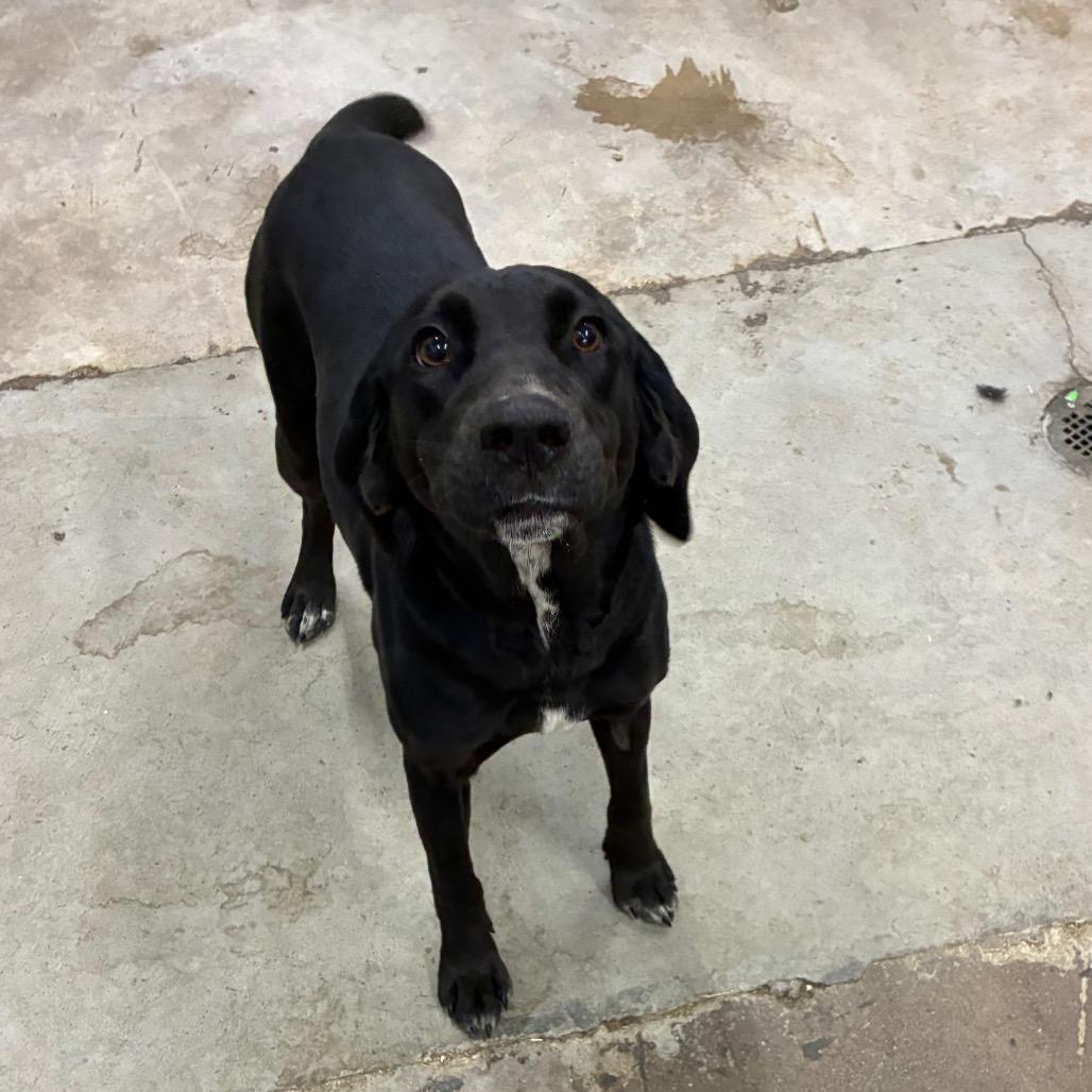 Mary jane, Adoptable, Young Female Mixed Breed.