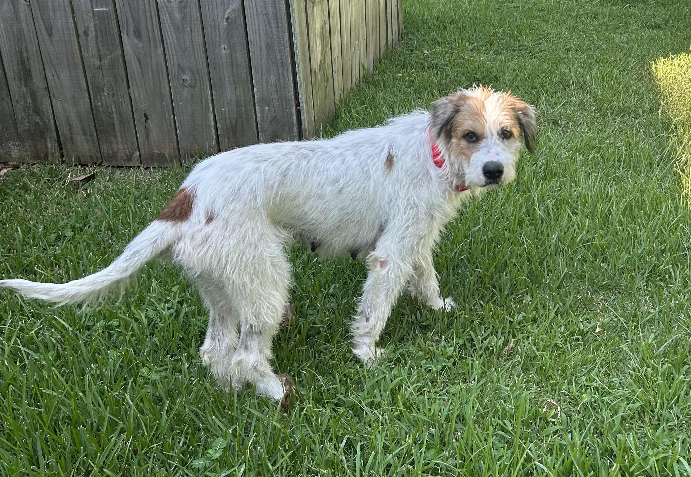 Enlarge Mindi, a Adoptable mixed breed in Walker, LA image 3/4