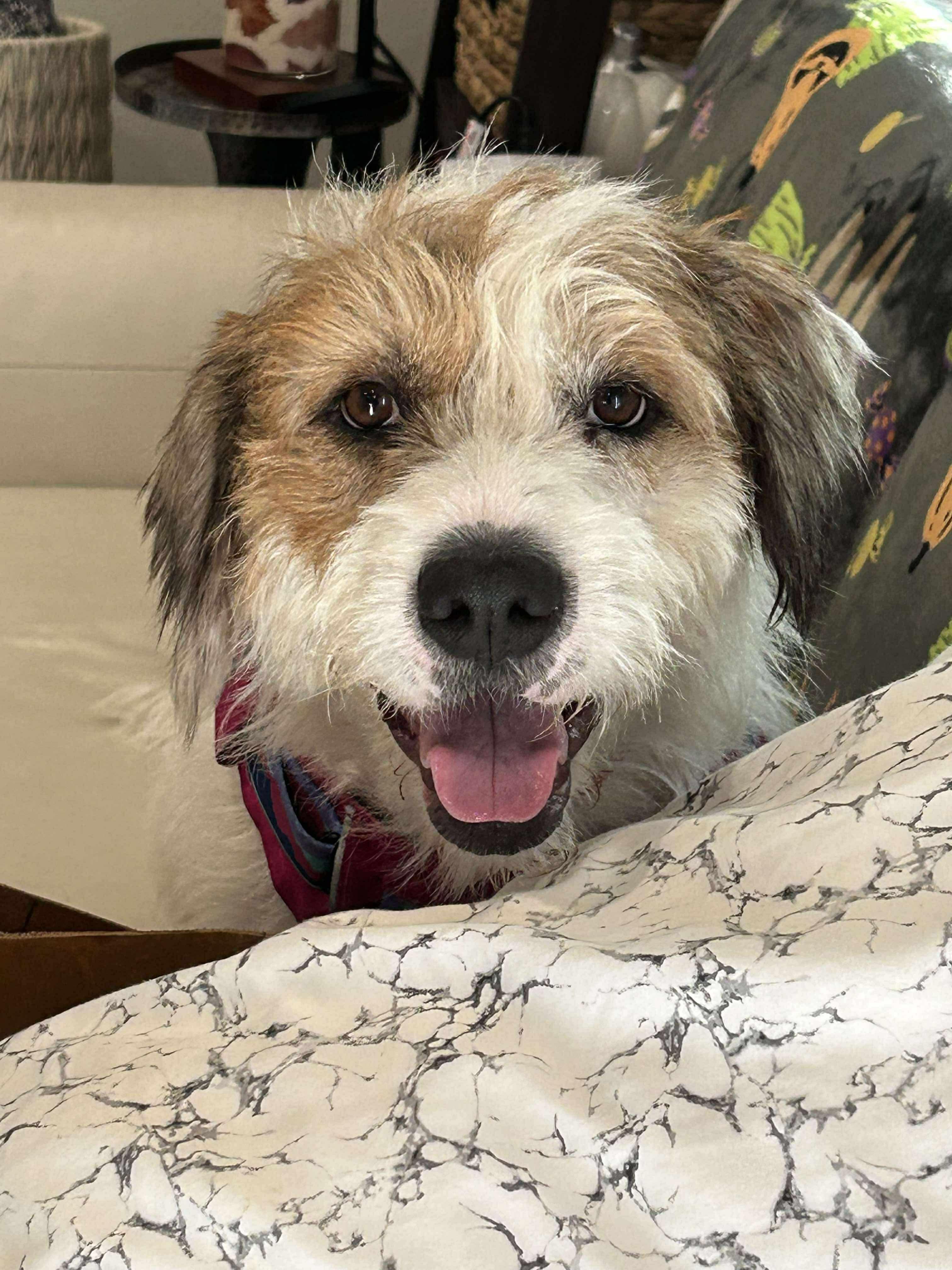 Enlarge Mindi, a Adoptable mixed breed in Walker, LA image 2/4