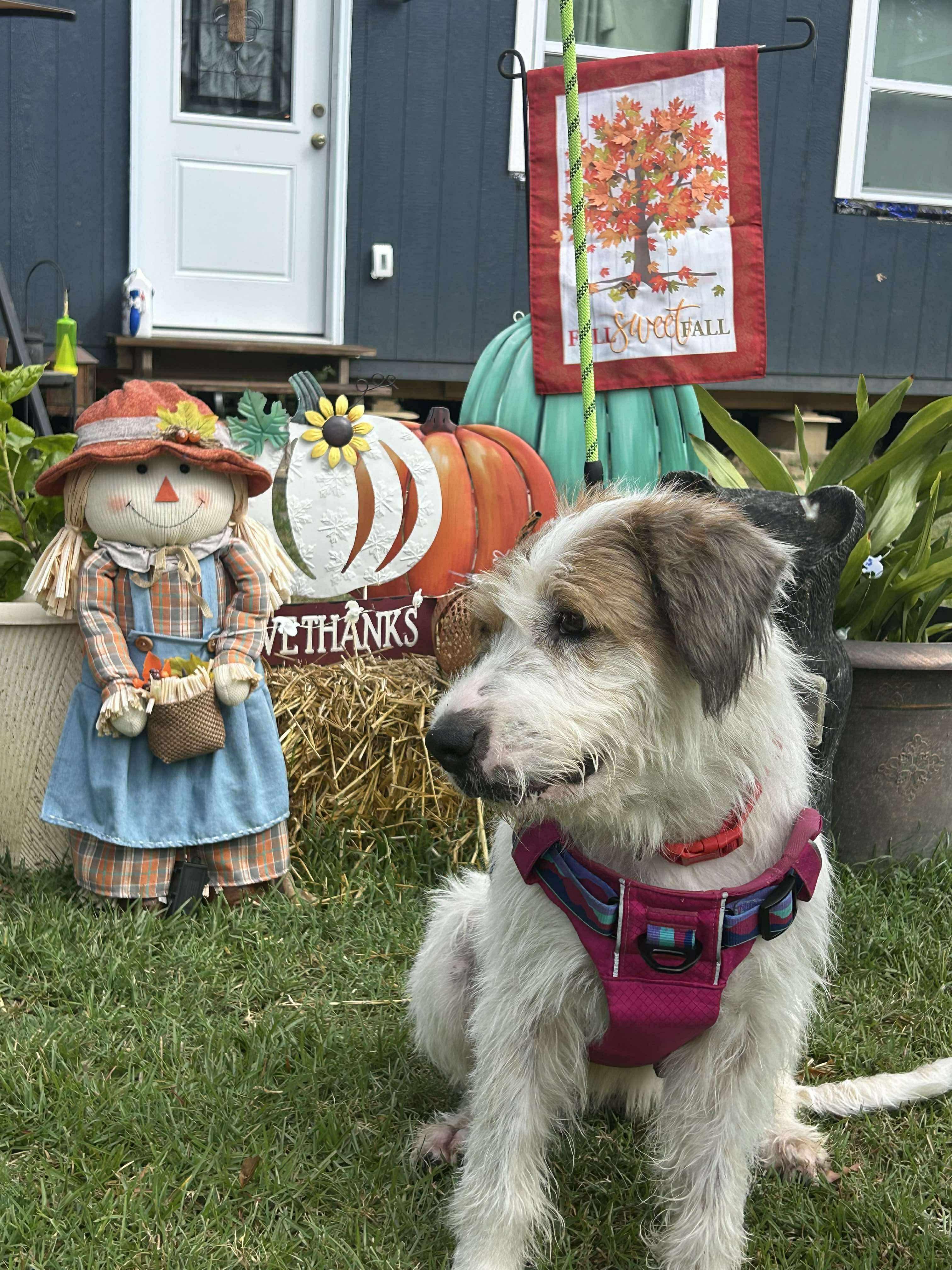 Enlarge Mindi, a Adoptable mixed breed in Walker, LA image 1/4