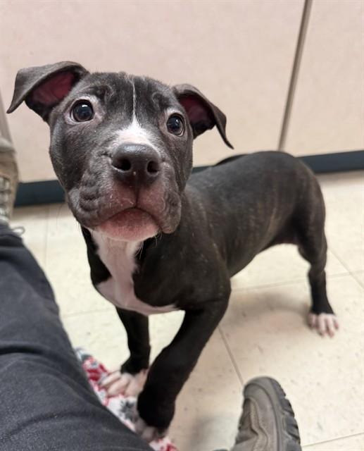 WOODY, Adoptable, Puppy Male Boxer & Mixed Breed.