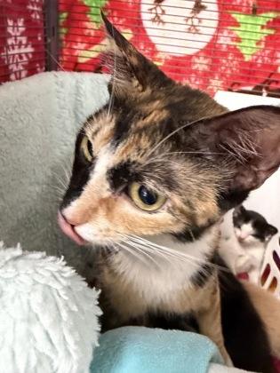 Pumpkin, an adopted Domestic Short Hair in Long Beach, WA image 3/3