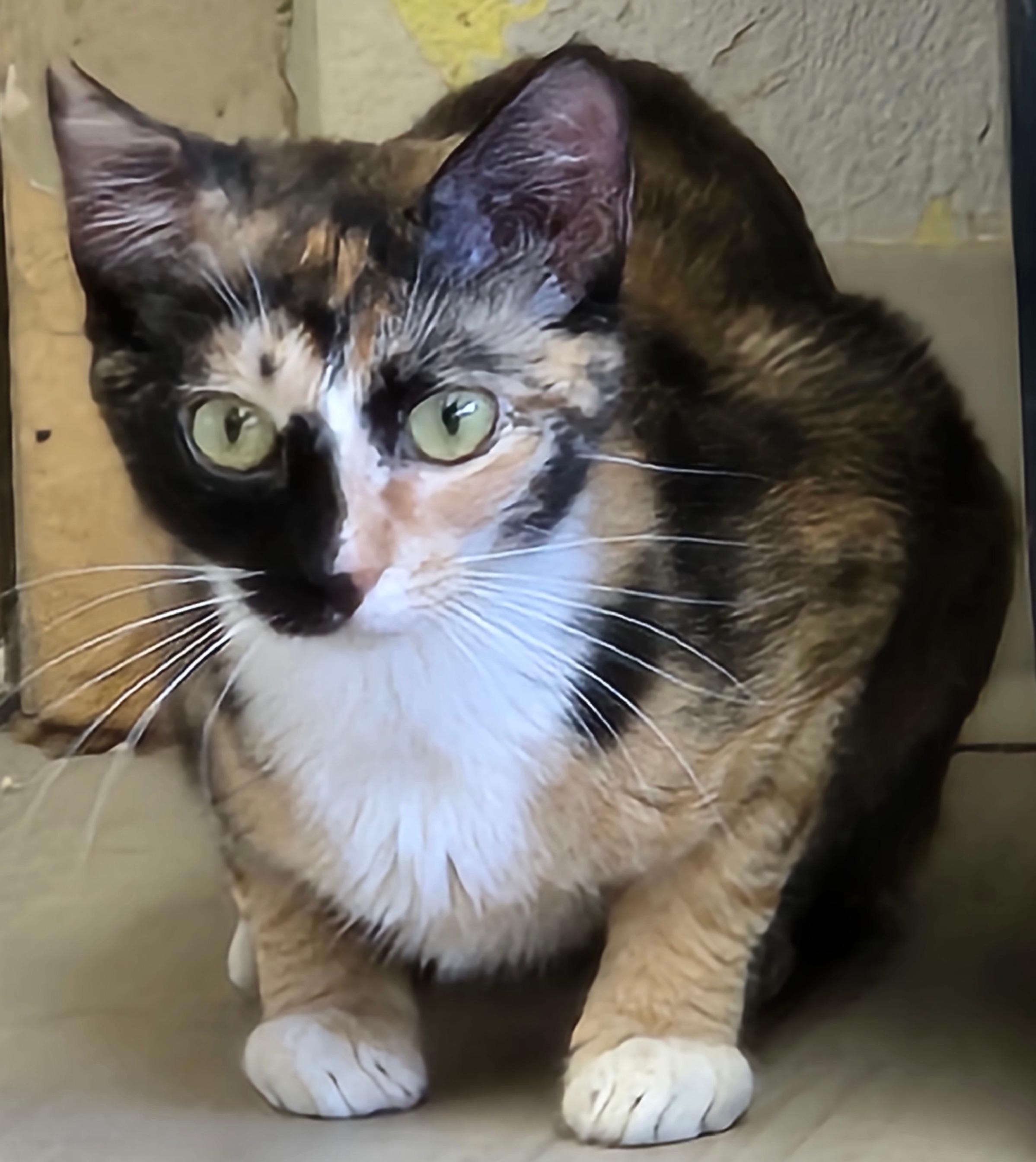 Pumpkin, an adopted Domestic Short Hair in Long Beach, WA image 2/3