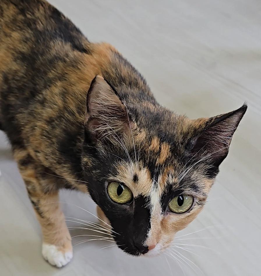 Pumpkin, adopted, Young Female Domestic Short Hair.