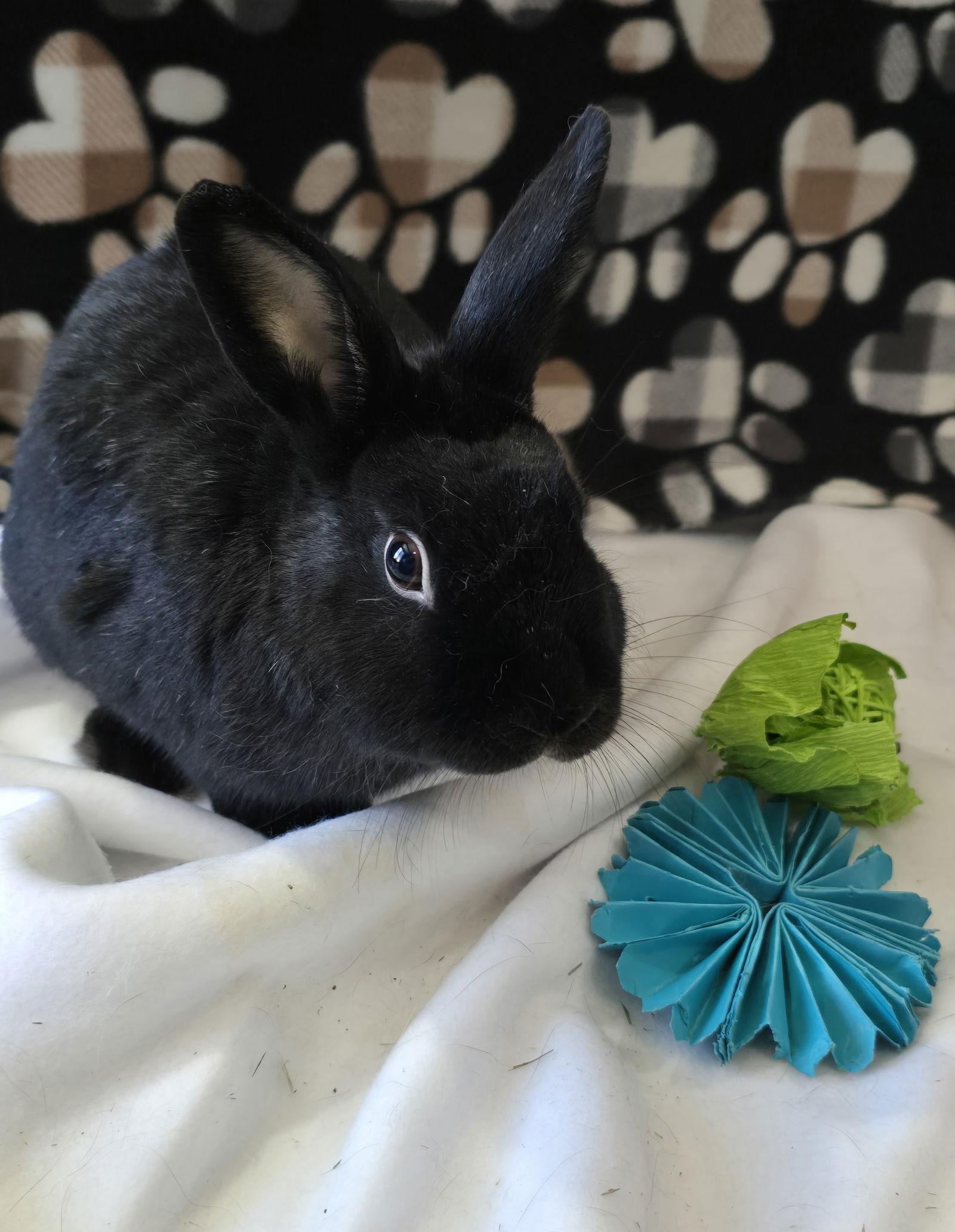 Roxie, Adoptable, Young Female Dwarf.