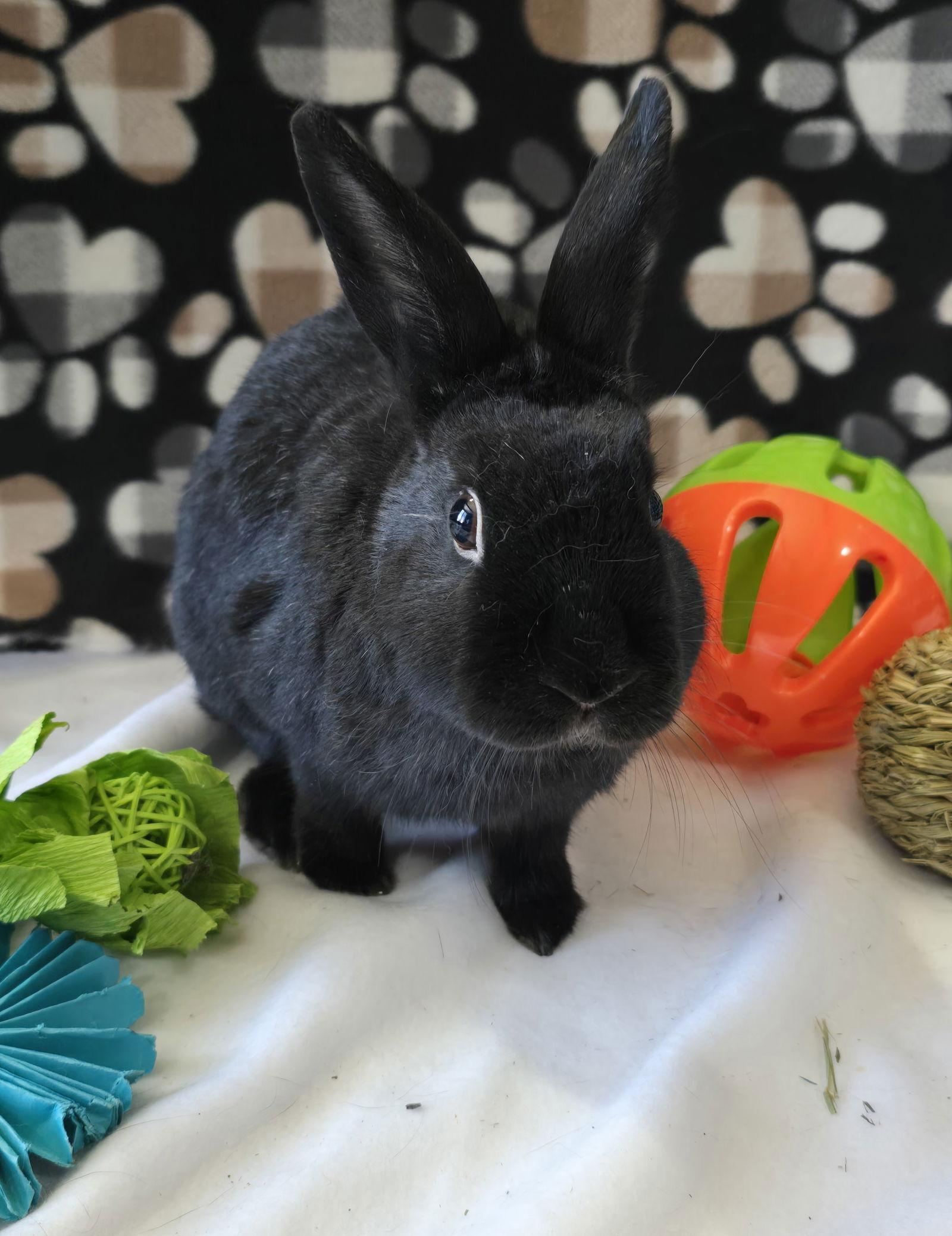 Enlarge Roxie, a Adoptable Dwarf in Philadelphia, PA image 2/3