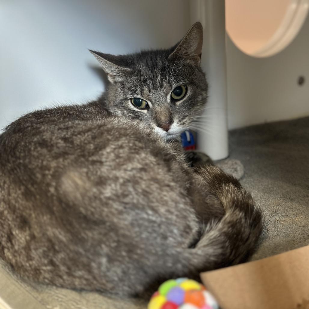 Wolf, Adoptable, Adult Male Domestic Short Hair.