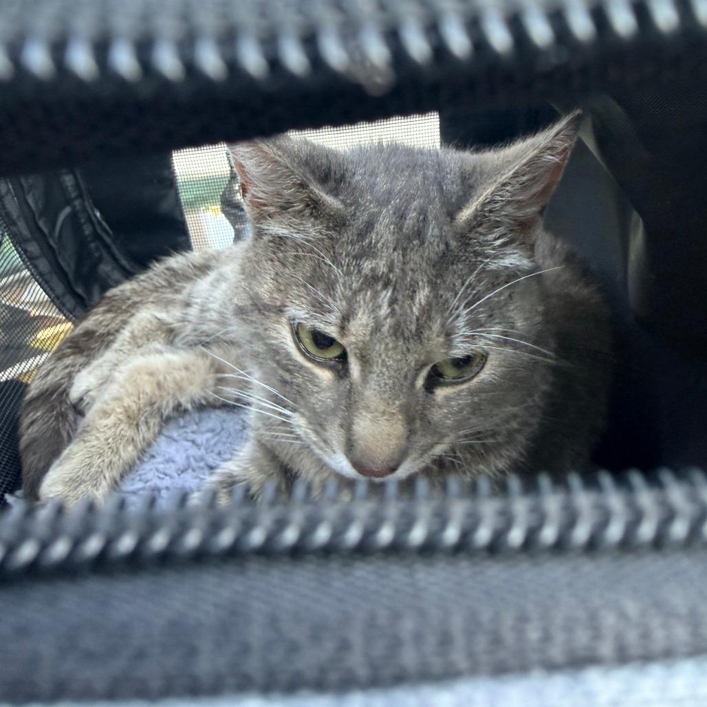 Enlarge Wolf, a Adoptable Domestic Short Hair in Greensboro, NC image 2/2