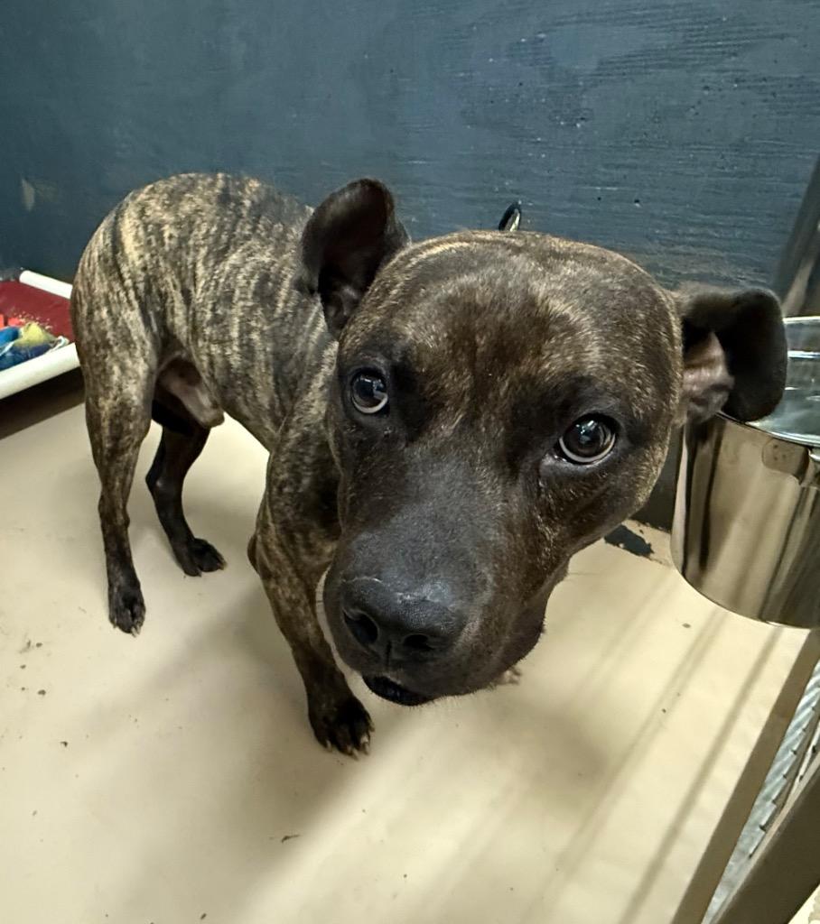 Gordy, Adoptable, Adult Male Pit Bull Terrier.