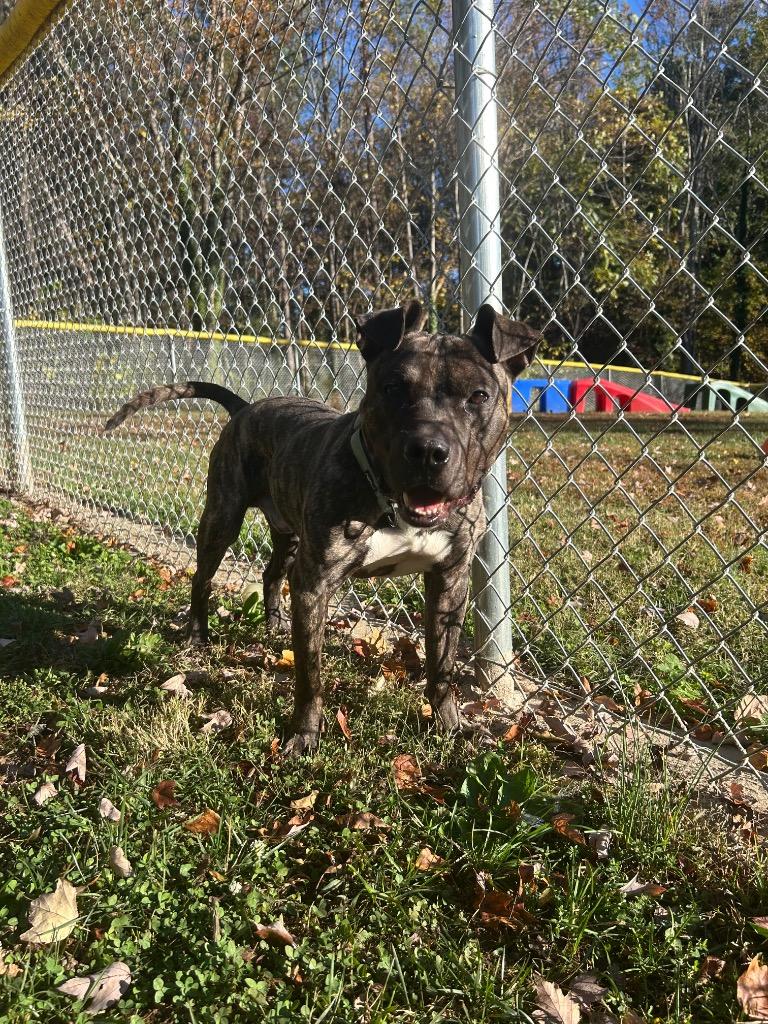 Enlarge Gordy, a Adoptable Pit Bull Terrier in Mineral, VA image 2/2