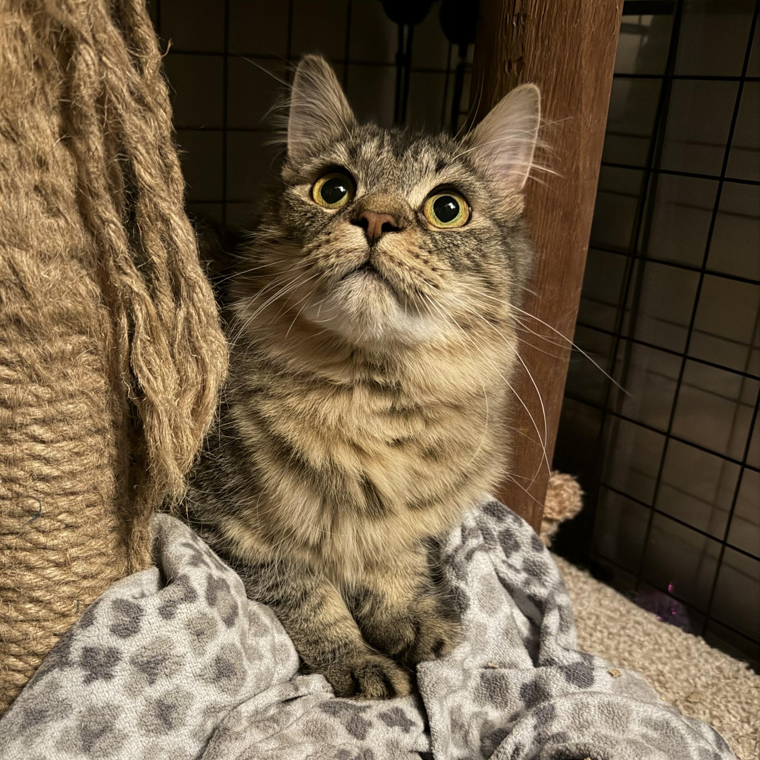 Rill, a ADOPTABLE Domestic Short Hair in Royal Oak, MI image 1/6