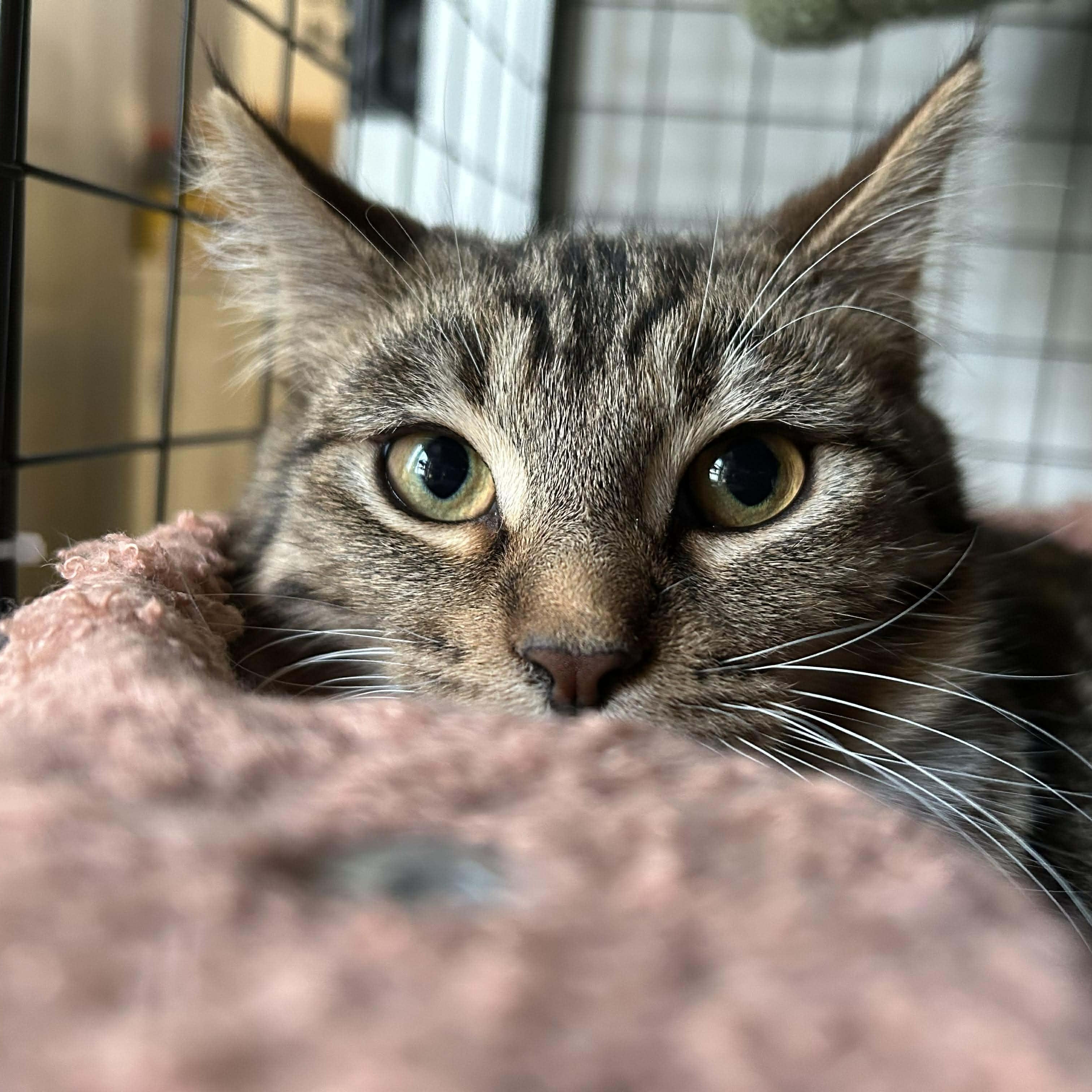 Rill, ADOPTABLE, Young Male Domestic Short Hair.