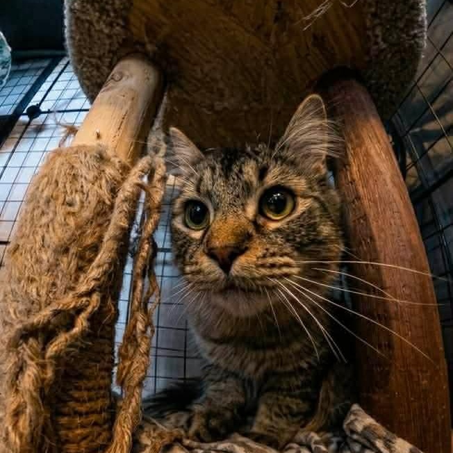 Rill, a ADOPTABLE Domestic Short Hair in Royal Oak, MI image 4/6