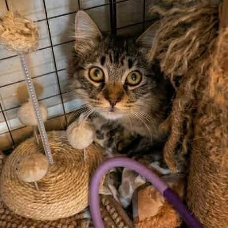 Rill, a ADOPTABLE Domestic Short Hair in Royal Oak, MI image 3/6
