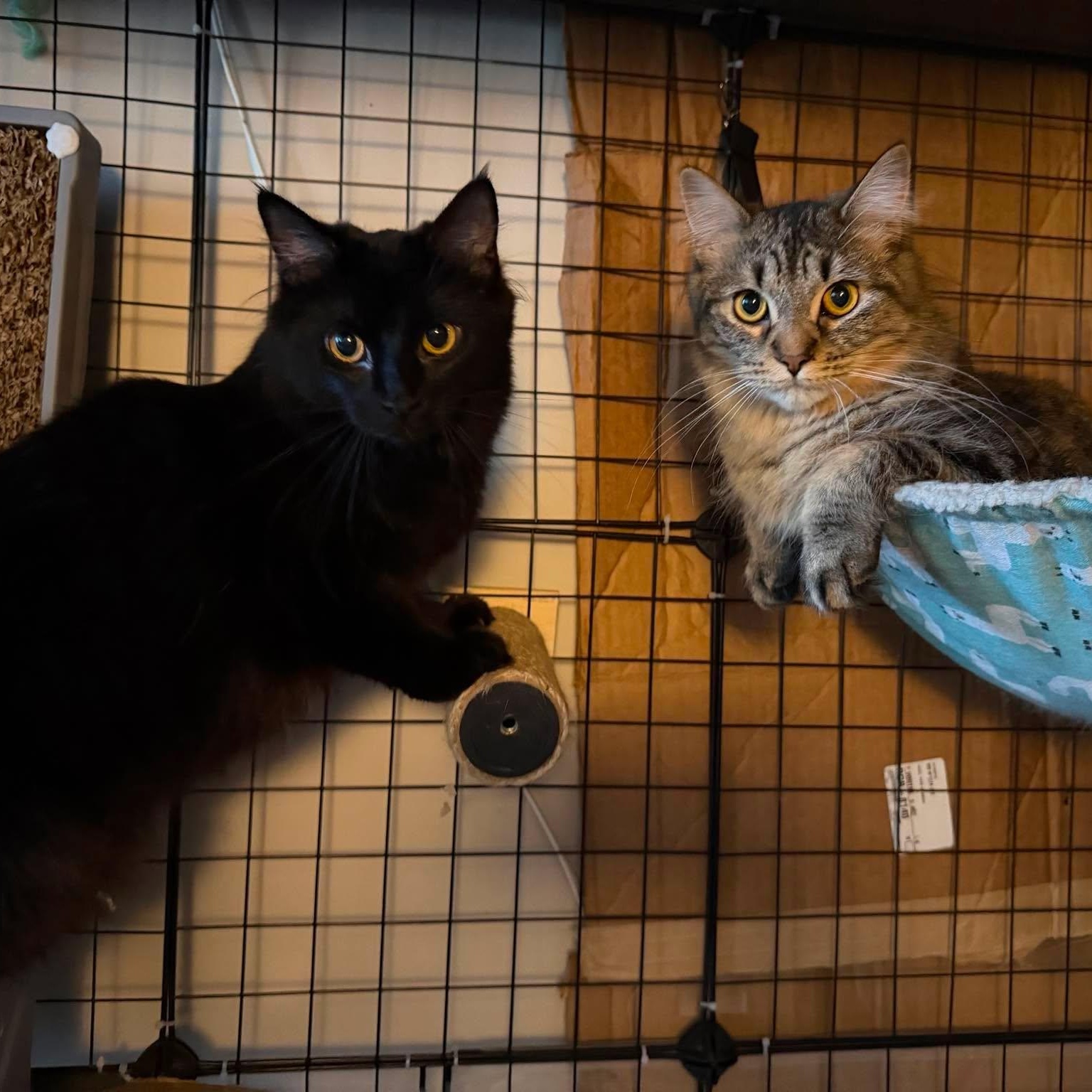 Rill, a ADOPTABLE Domestic Short Hair in Royal Oak, MI image 6/6