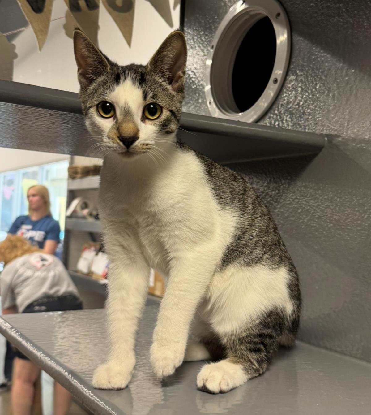 Henry Ashcroft, Adoptable, Kitten Male Domestic Short Hair.