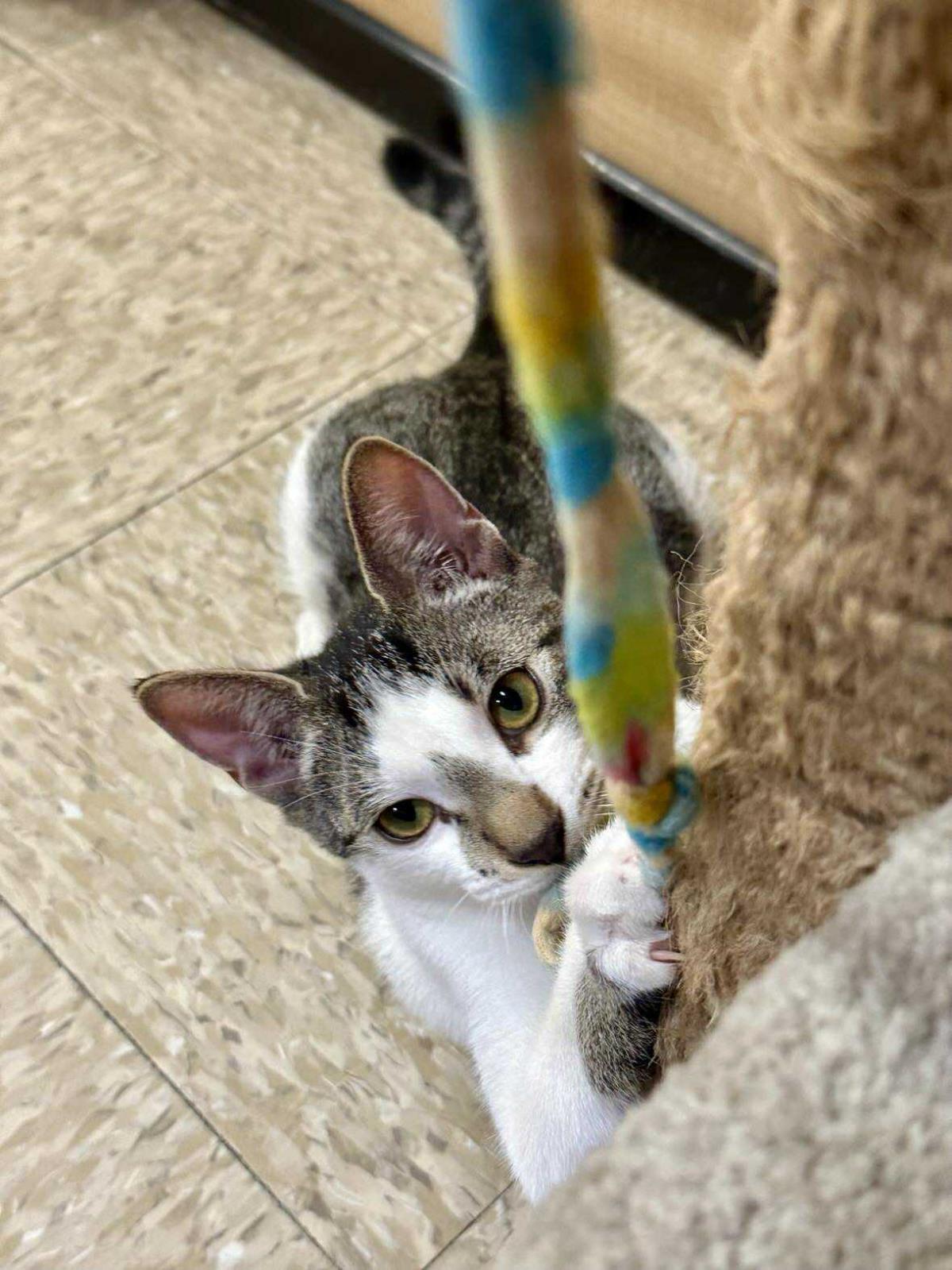 Enlarge Henry Ashcroft, a Adoptable Domestic Short Hair in Chandler, AZ image 2/3