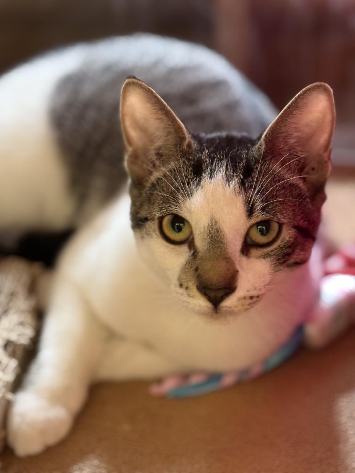 Enlarge Henry Ashcroft, a Adoptable Domestic Short Hair in Chandler, AZ image 3/3