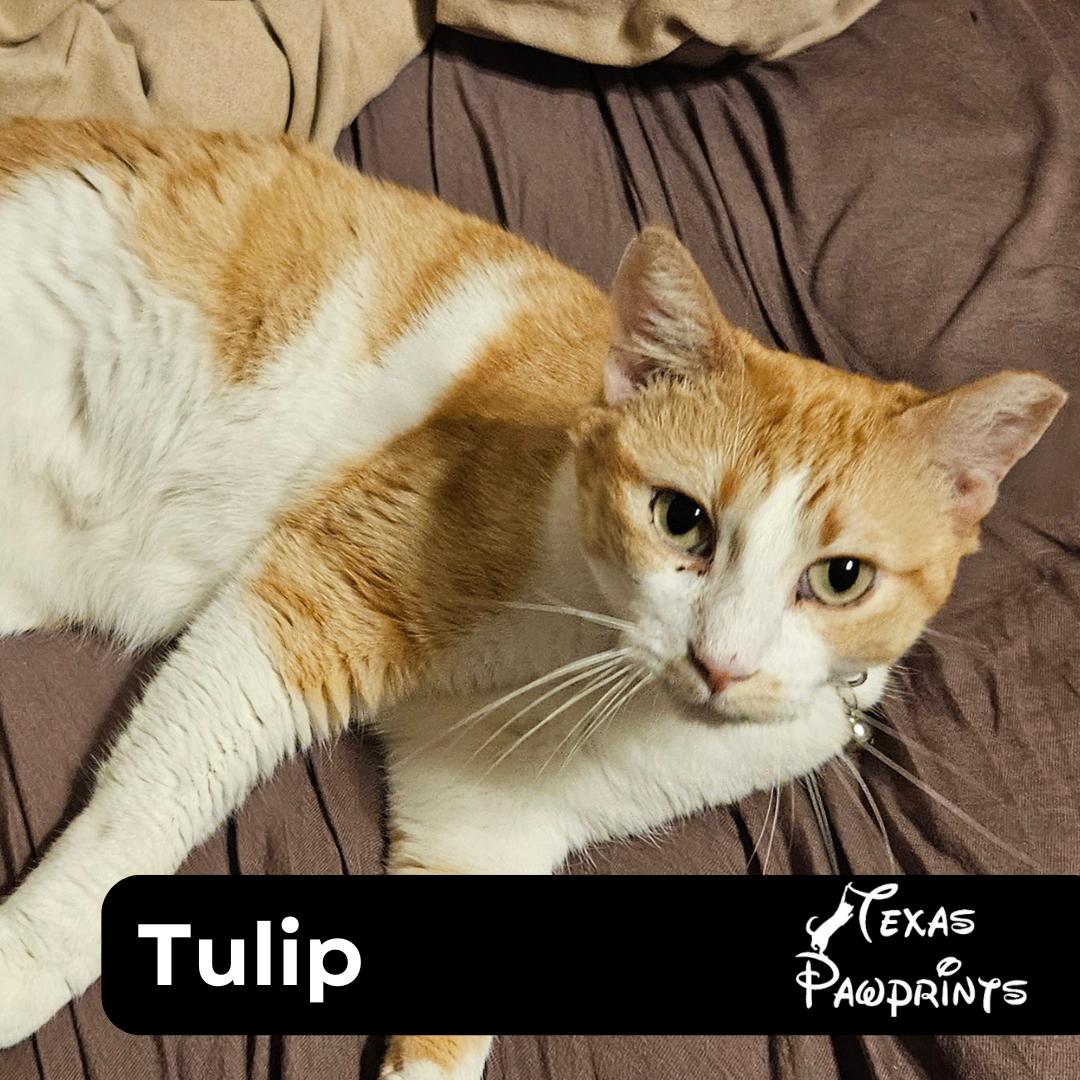 Tulip