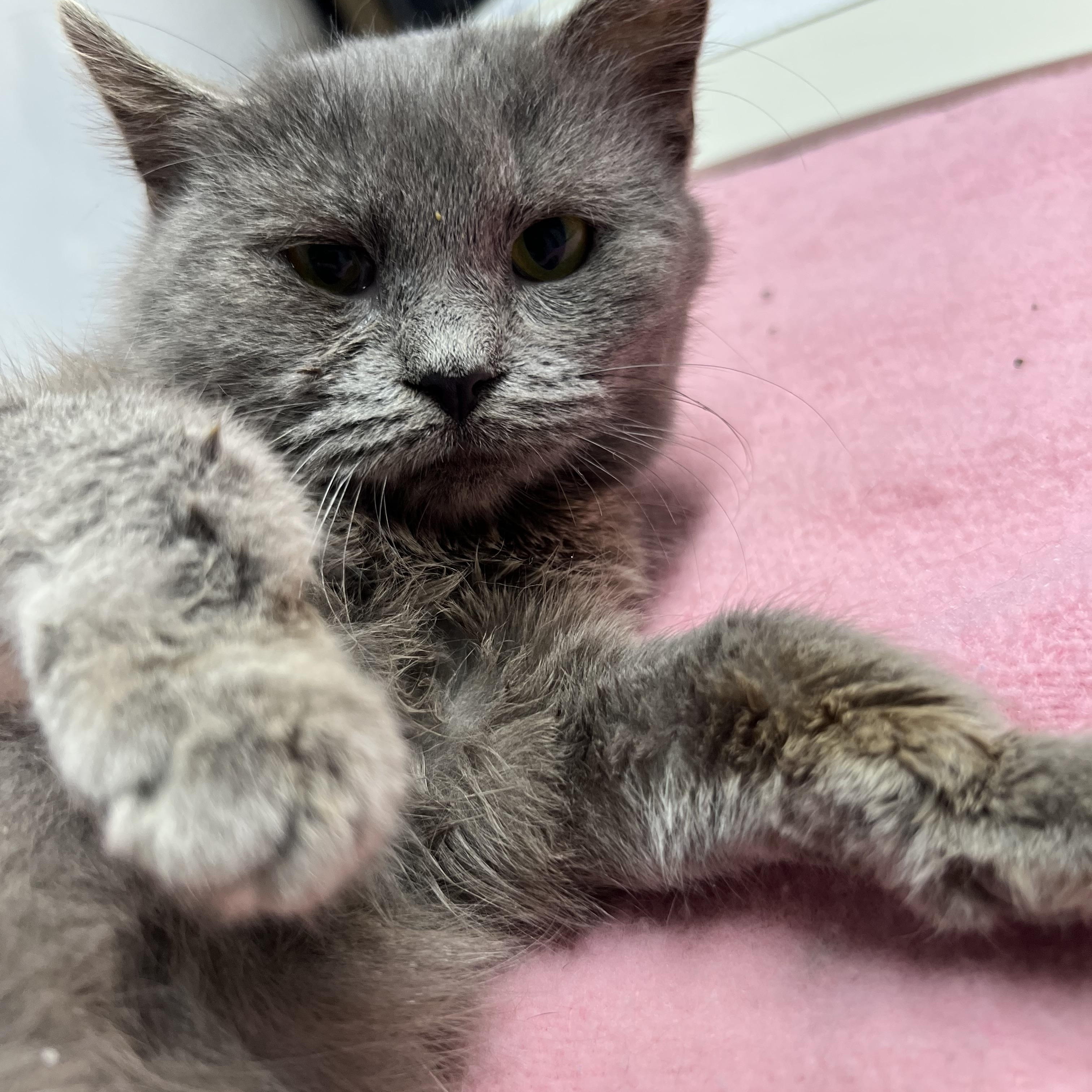 Nutmeg, adopted, Young Female Russian Blue & Domestic Short Hair.