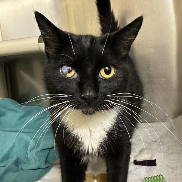 Whiskers, Adoptable, Young Female Domestic Short Hair.