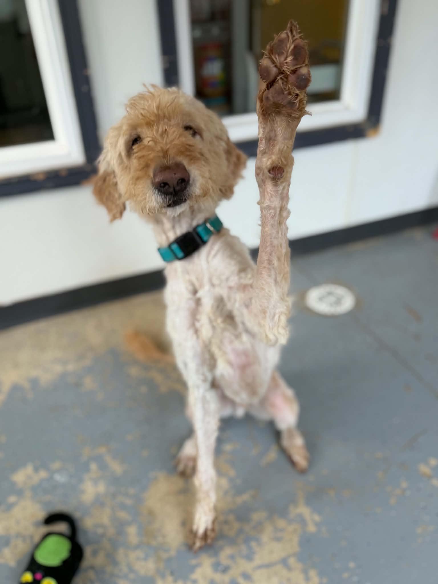 Rye, a ADOPTABLE Goldendoodle in Martinsville, IN image 5/6