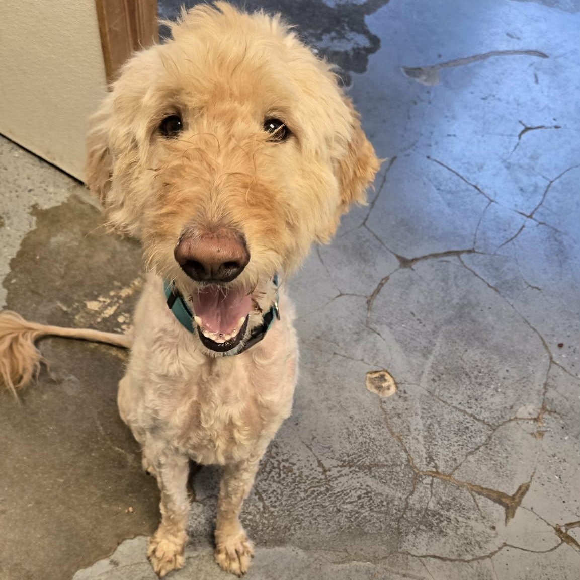 Rye, a ADOPTABLE Goldendoodle in Martinsville, IN image 4/6