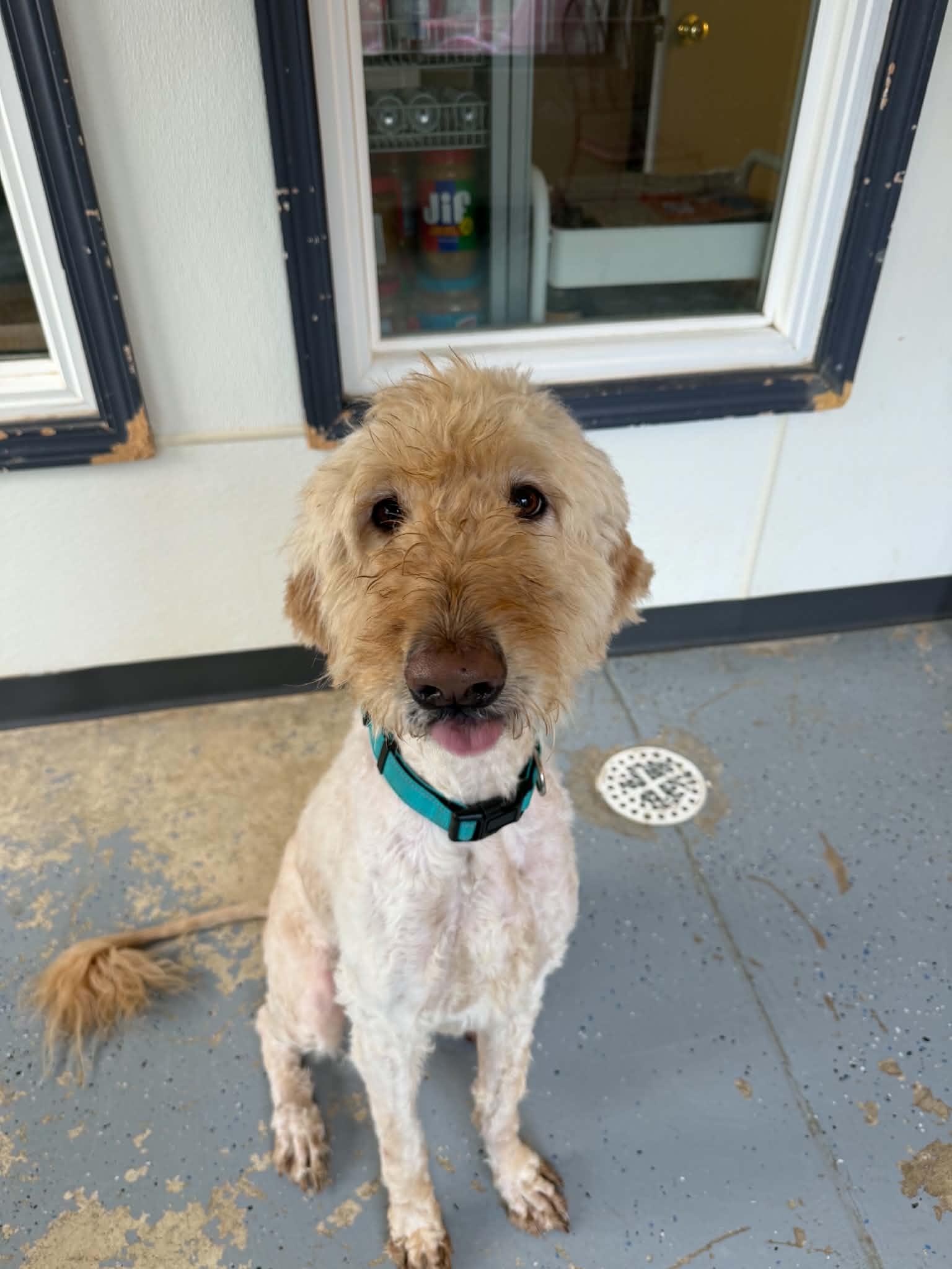Rye, a ADOPTABLE Goldendoodle in Martinsville, IN image 3/6