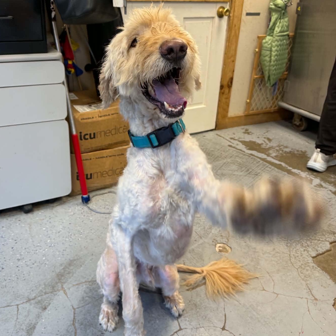 Rye, a ADOPTABLE Goldendoodle in Martinsville, IN image 6/6