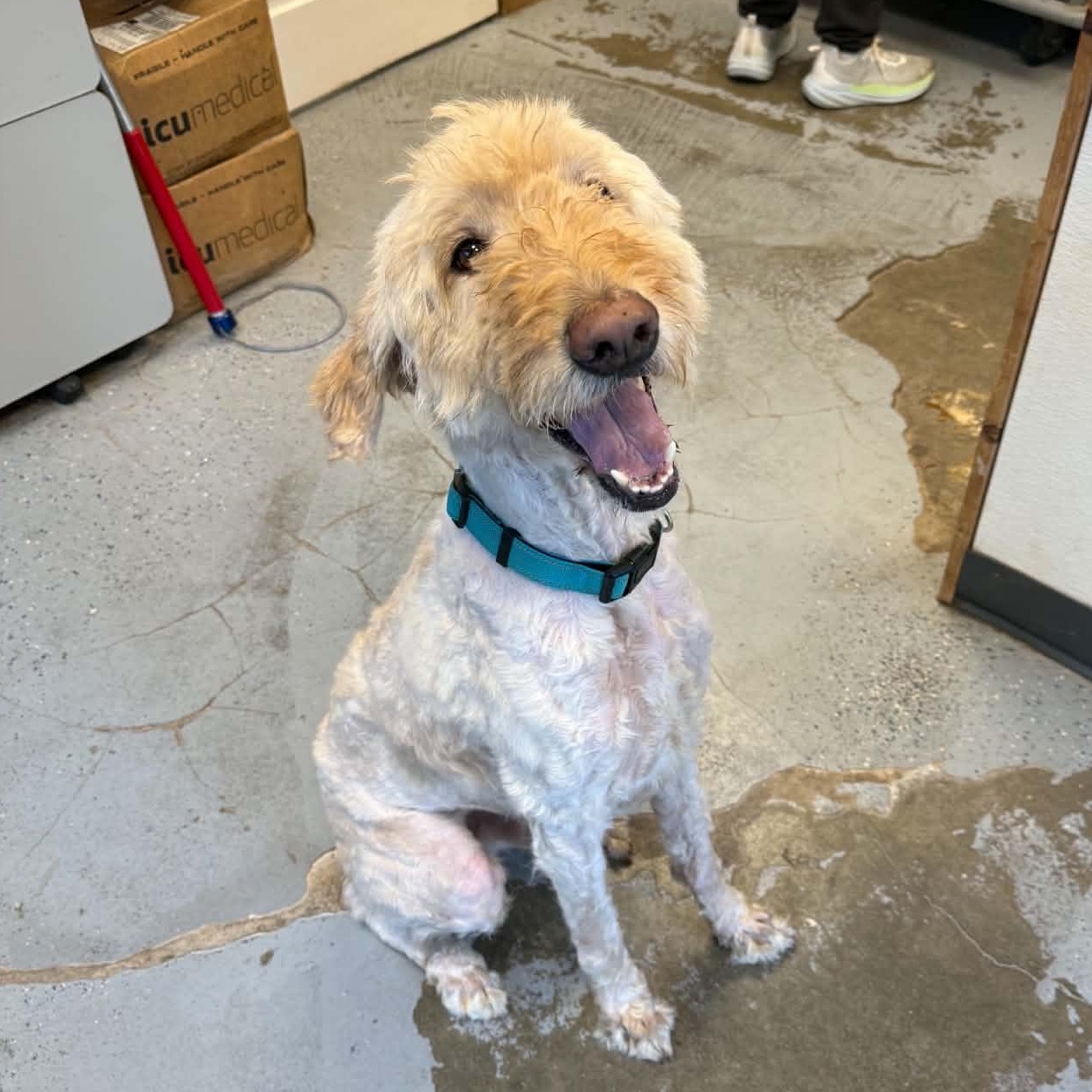 Rye, a ADOPTABLE Goldendoodle in Martinsville, IN image 2/6