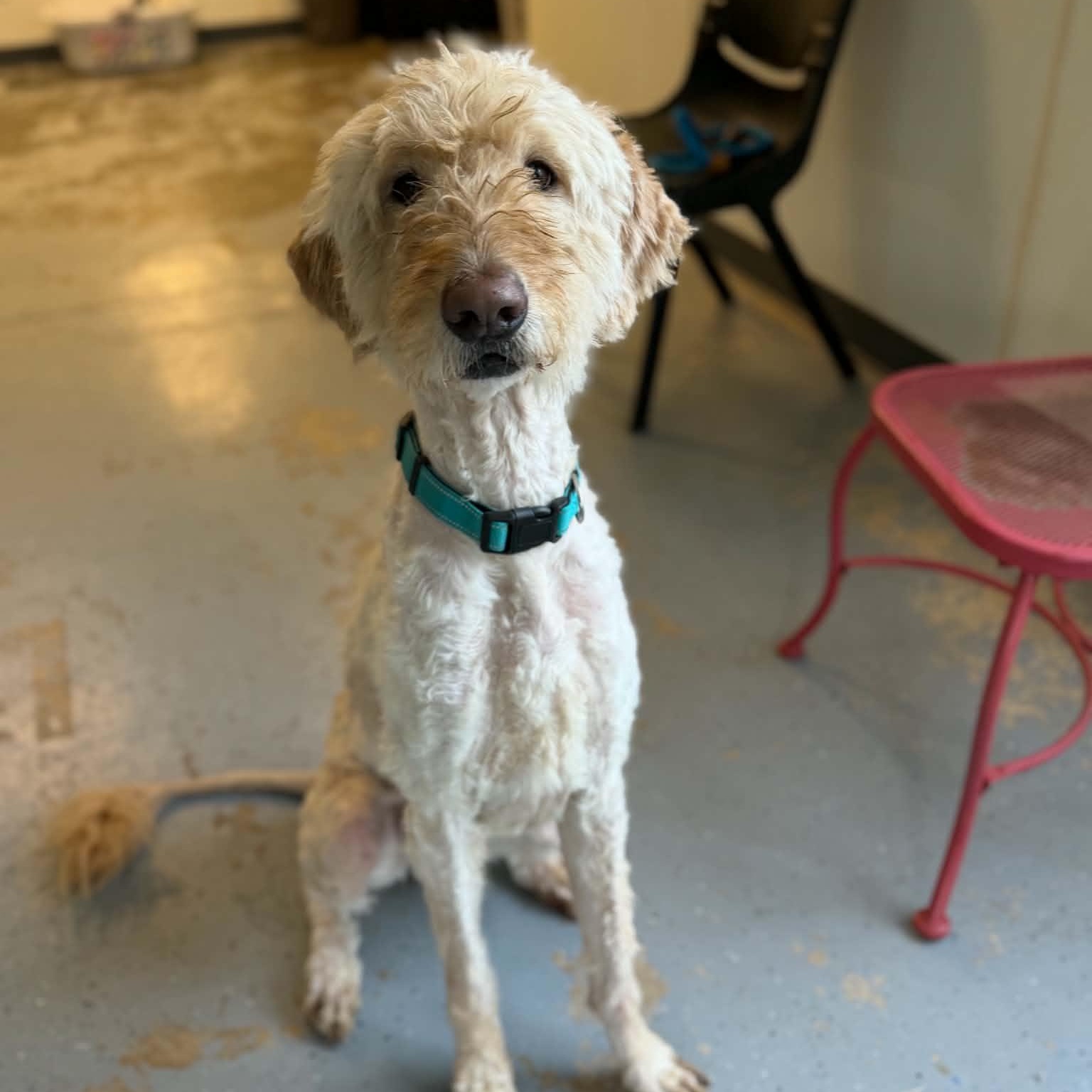 Rye, a ADOPTABLE Goldendoodle in Martinsville, IN image 1/6