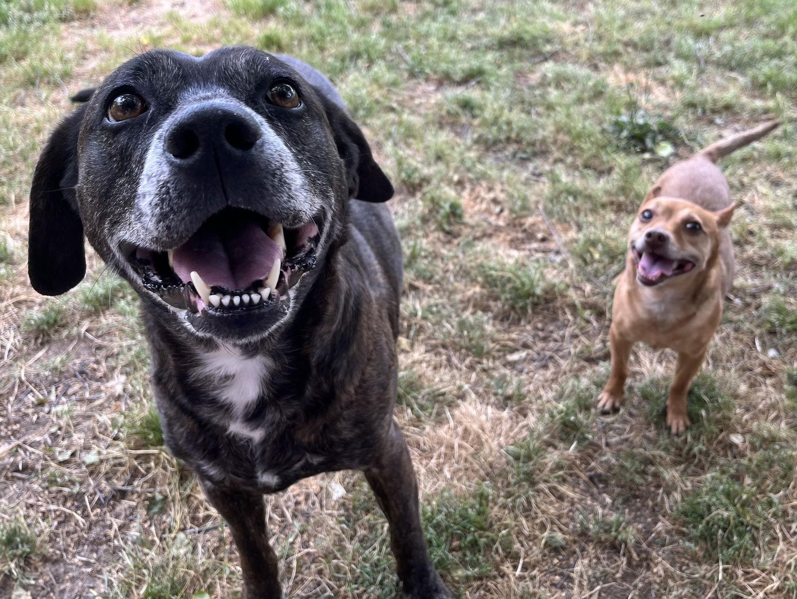 Sheba [bonded to Bambi]