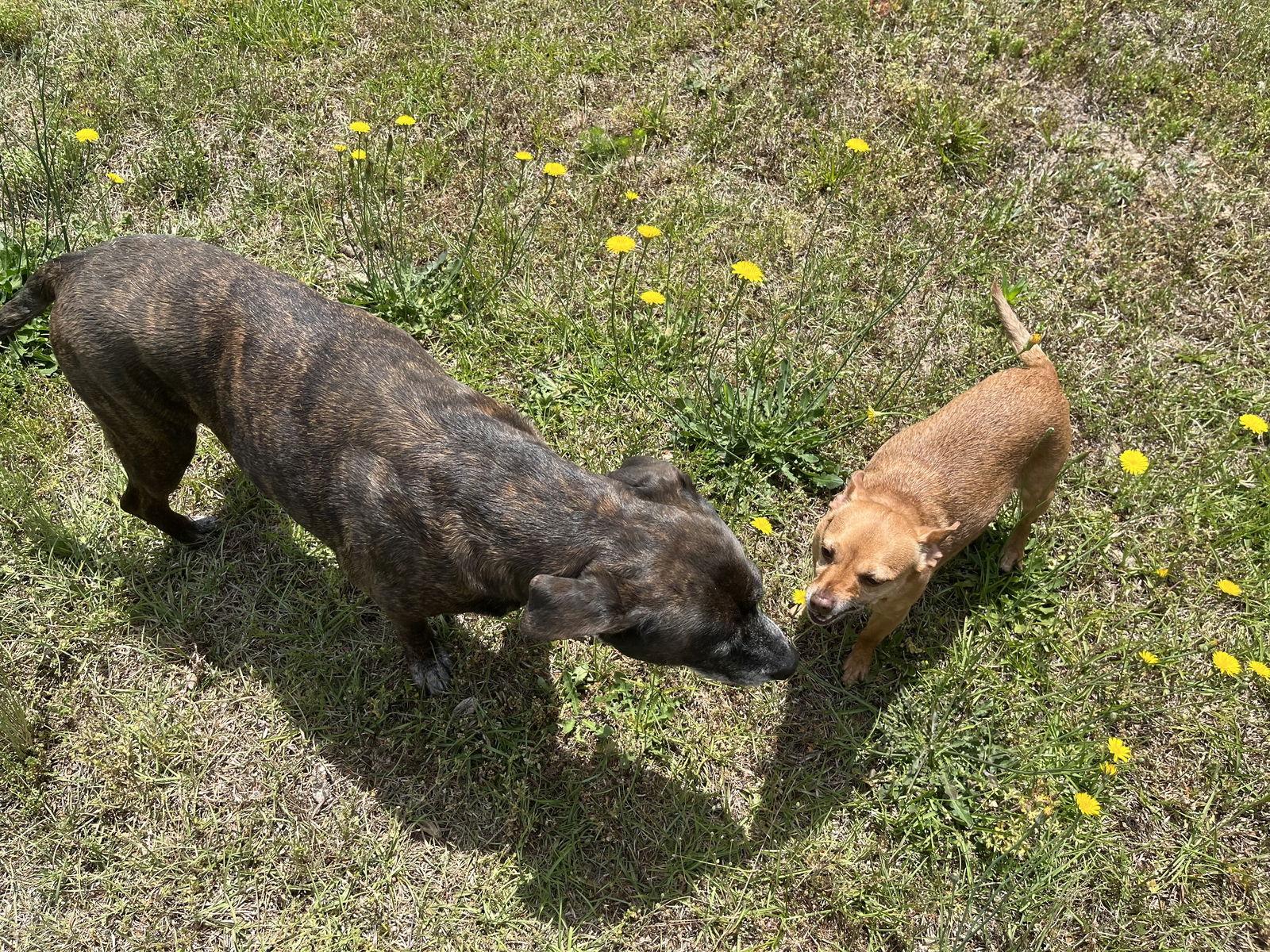 Sheba [bonded to Bambi] — thumbnail 2