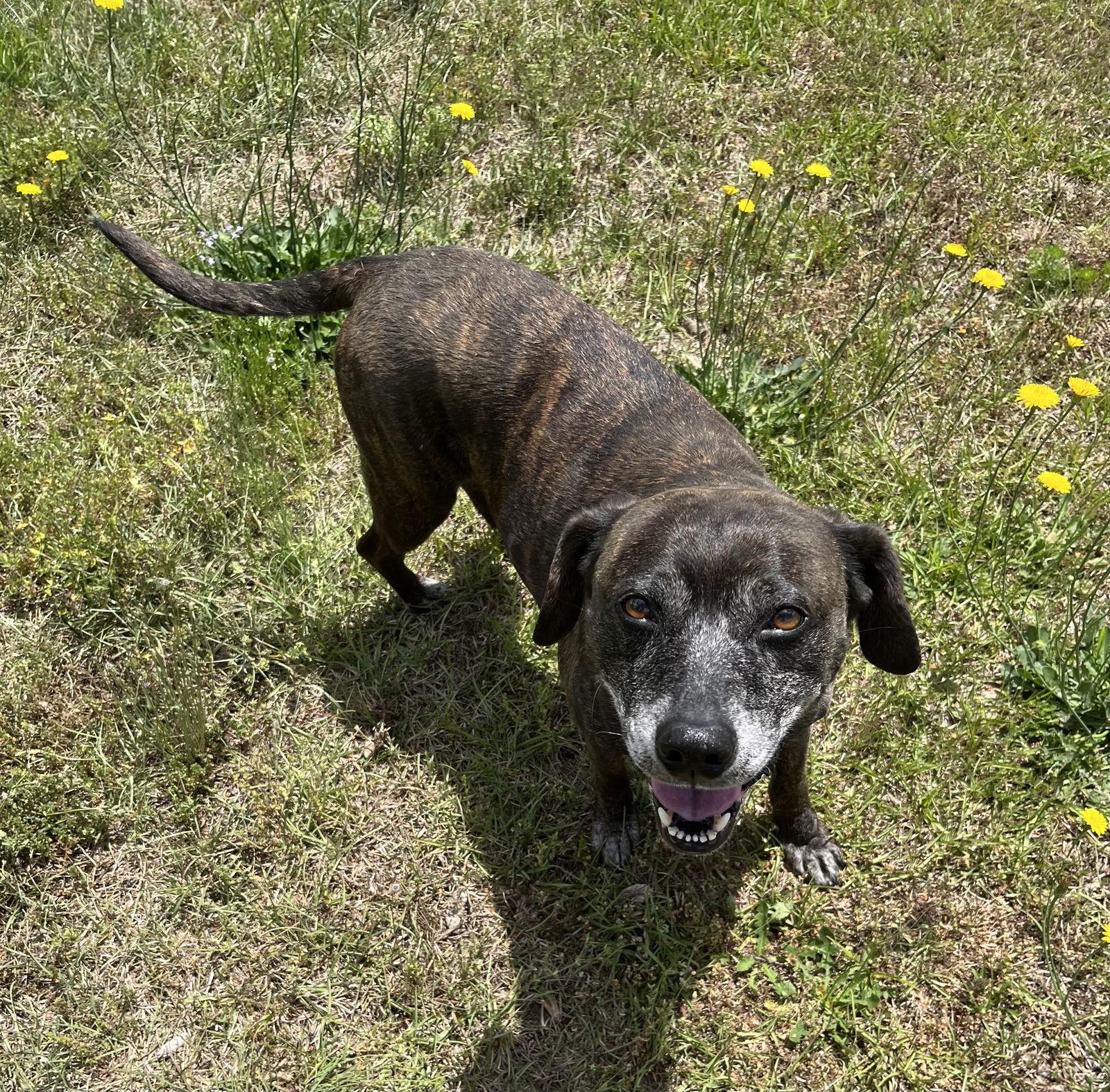 Sheba [bonded to Bambi] — thumbnail 3