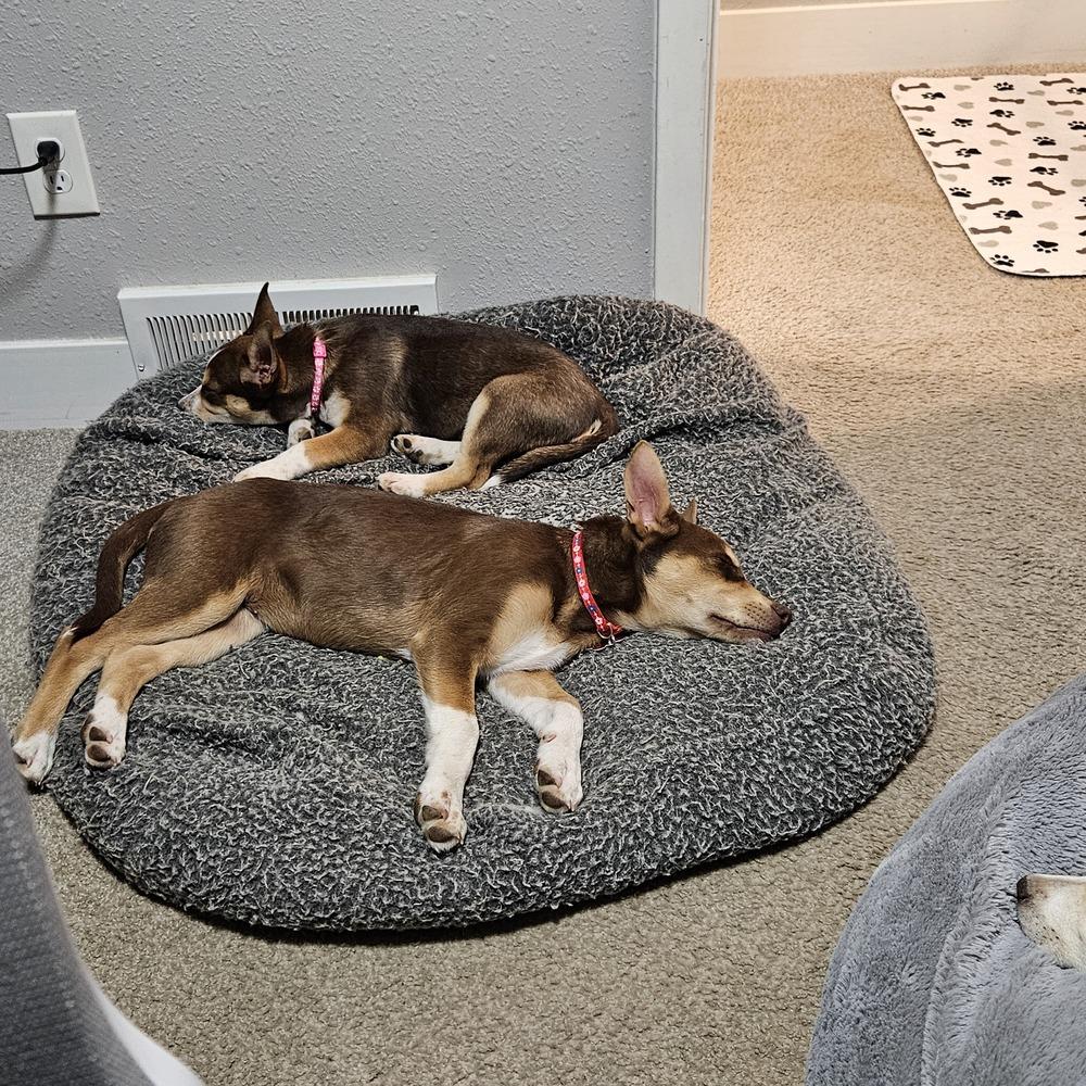 Enlarge Red Sea, a Adoptable mixed breed in Waunakee, WI image 1/6