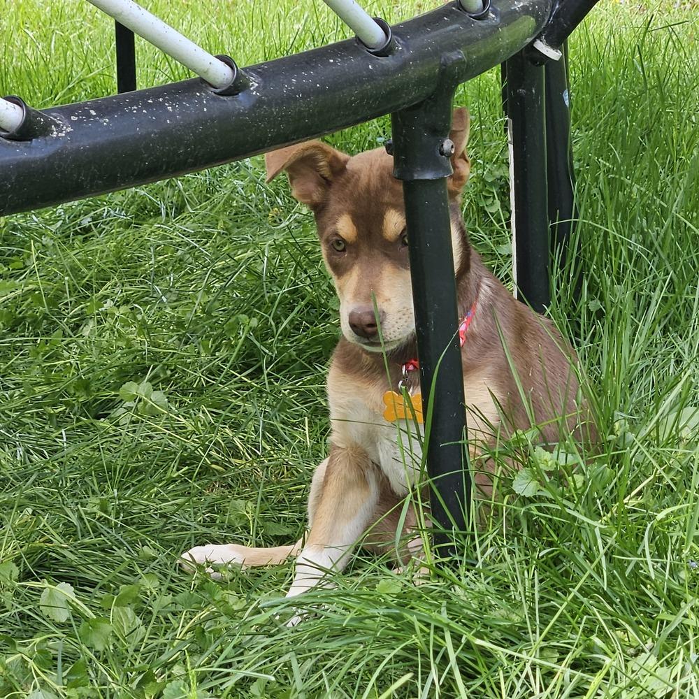 Enlarge Red Sea, a Adoptable mixed breed in Waunakee, WI image 2/6