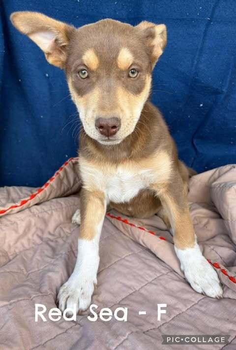 Red Sea, Adoptable, Puppy Female Husky.