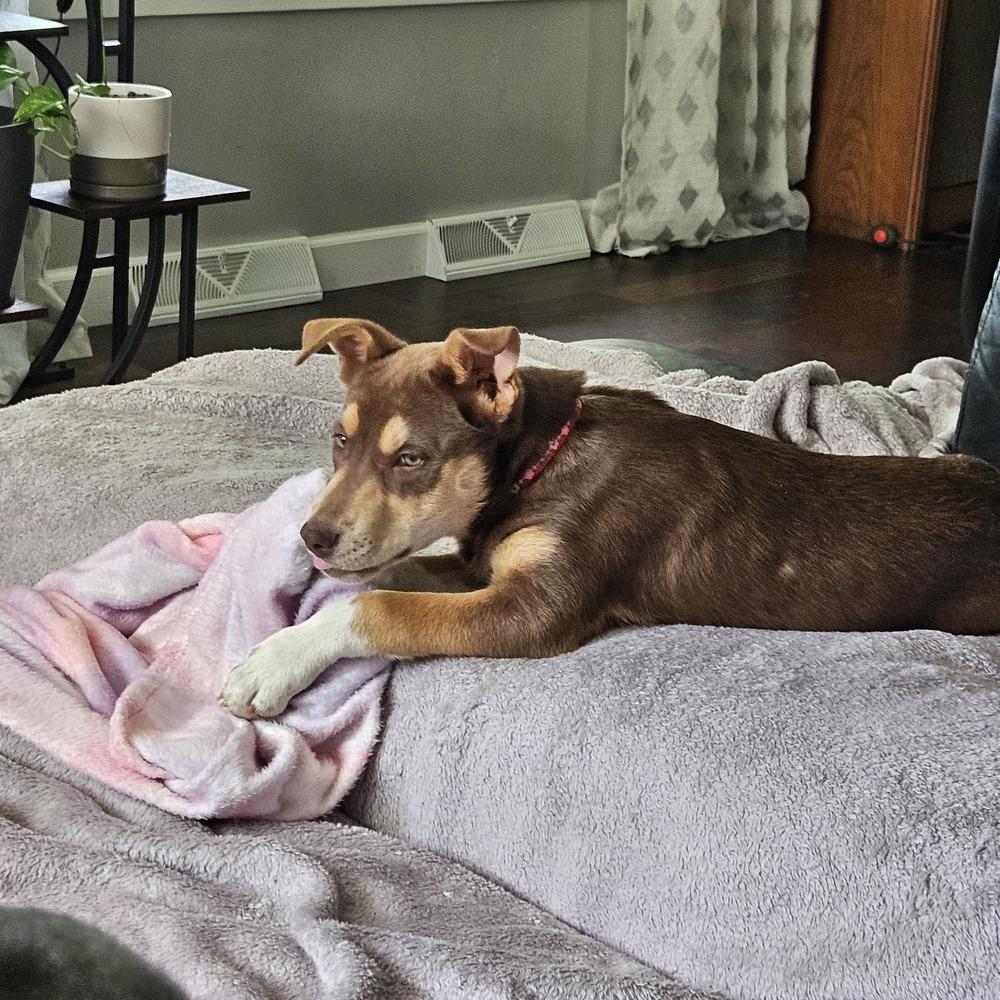 Enlarge Red Sea, a Adoptable mixed breed in Waunakee, WI image 4/6