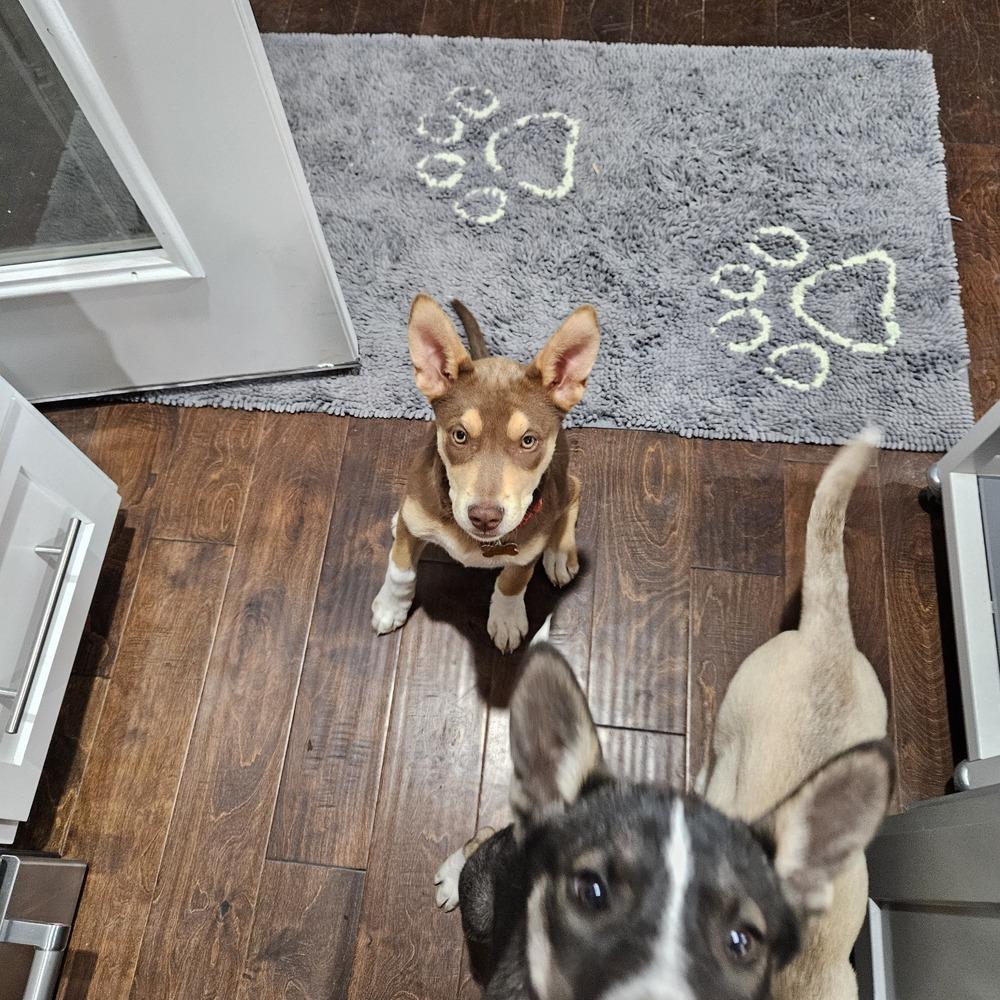 Enlarge Red Sea, a Adoptable mixed breed in Waunakee, WI image 5/6