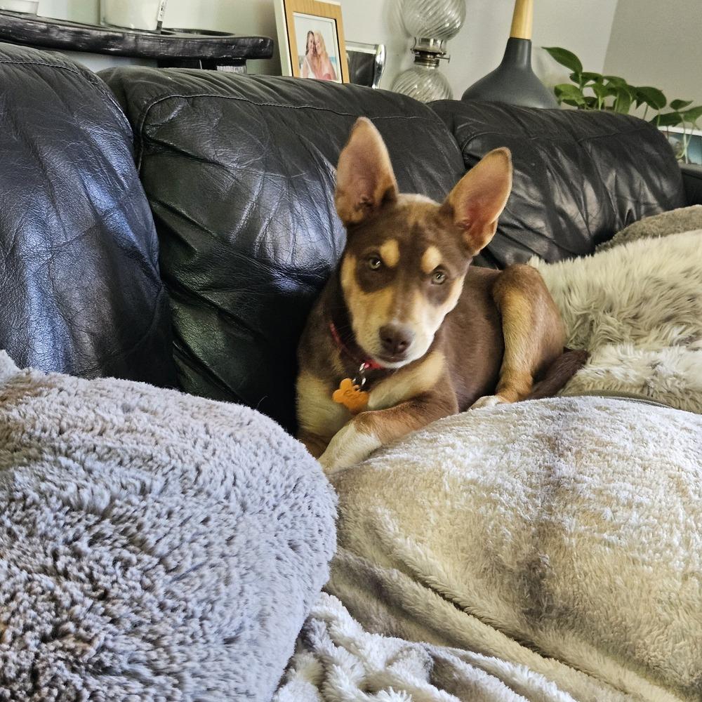 Enlarge Red Sea, a Adoptable mixed breed in Waunakee, WI image 6/6