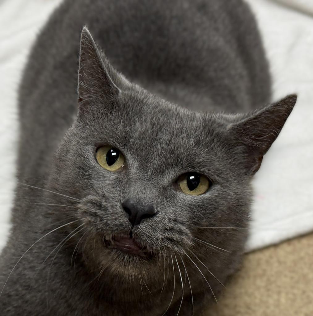 Colette, Adoptable, Adult Female Domestic Short Hair.