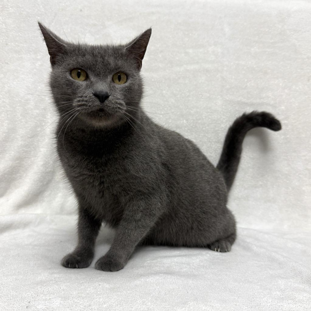 Colette, a Adoptable mixed breed in Brenham, TX image 2/6